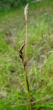 Carex macroura