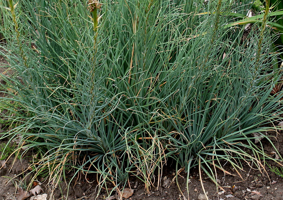 Изображение особи Asphodeline lutea.