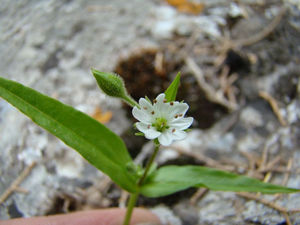 Изображение особи Stellaria darvasievii.