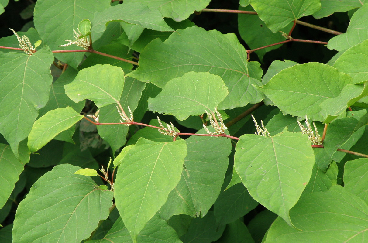 Изображение особи Reynoutria japonica.