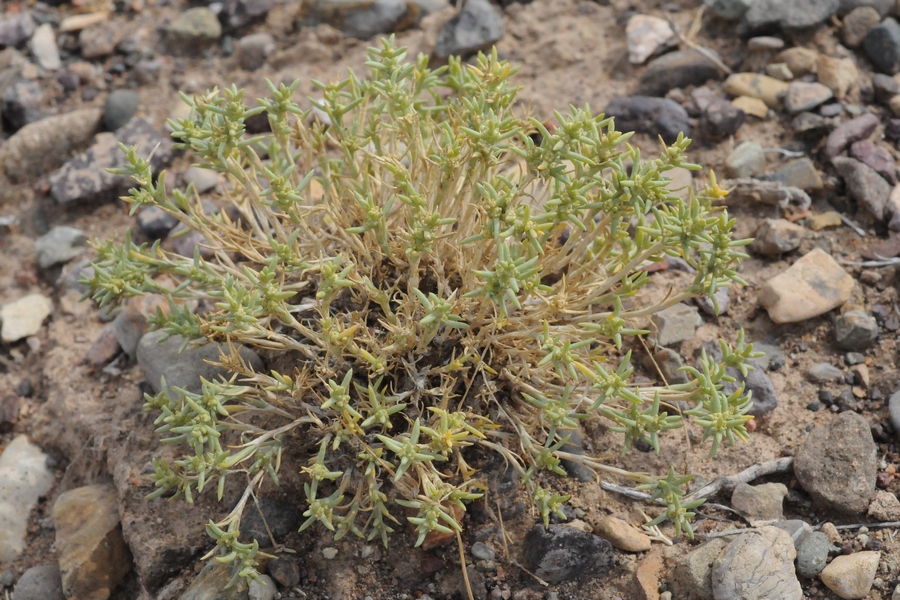 Image of Arthrophytum longibracteatum specimen.