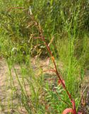 Persicaria hydropiper. Верхушка цветущего растения. Костромская обл., Кадыйский р-н, окр. дер. Селище, песчаный плес на р. Немда. 16.09.2013.
