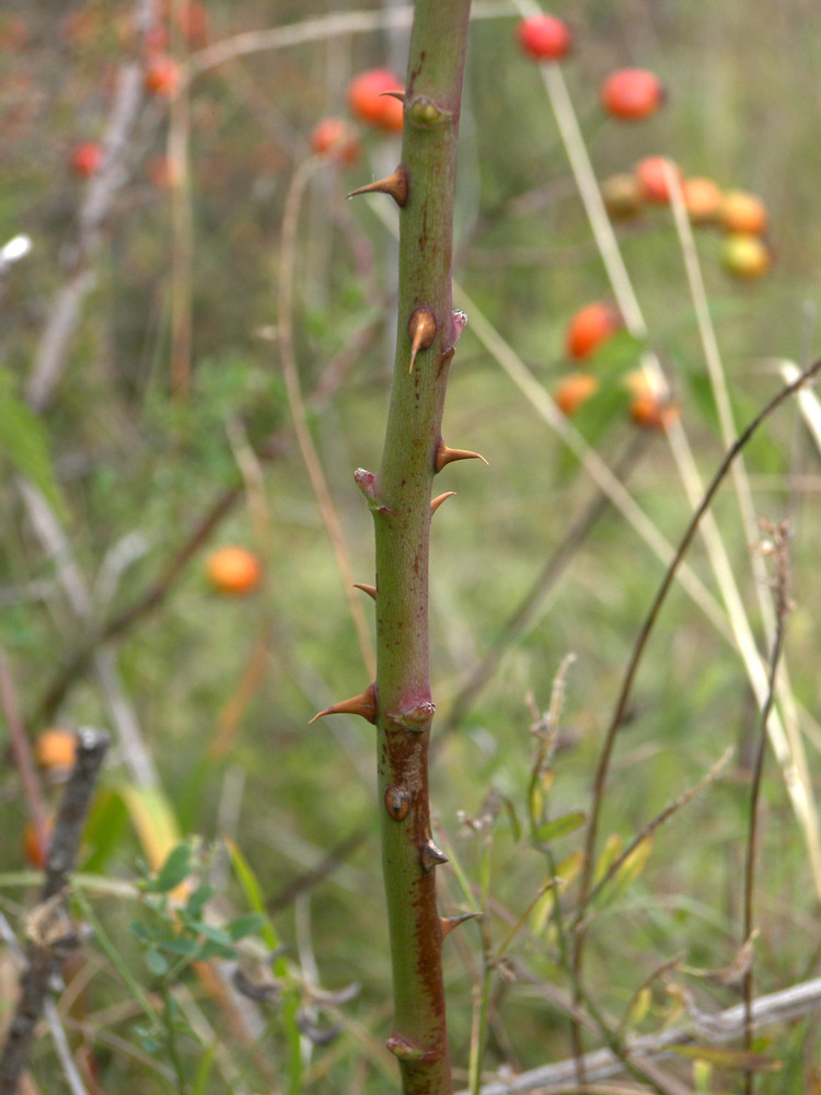 Image of Rosa iberica specimen.