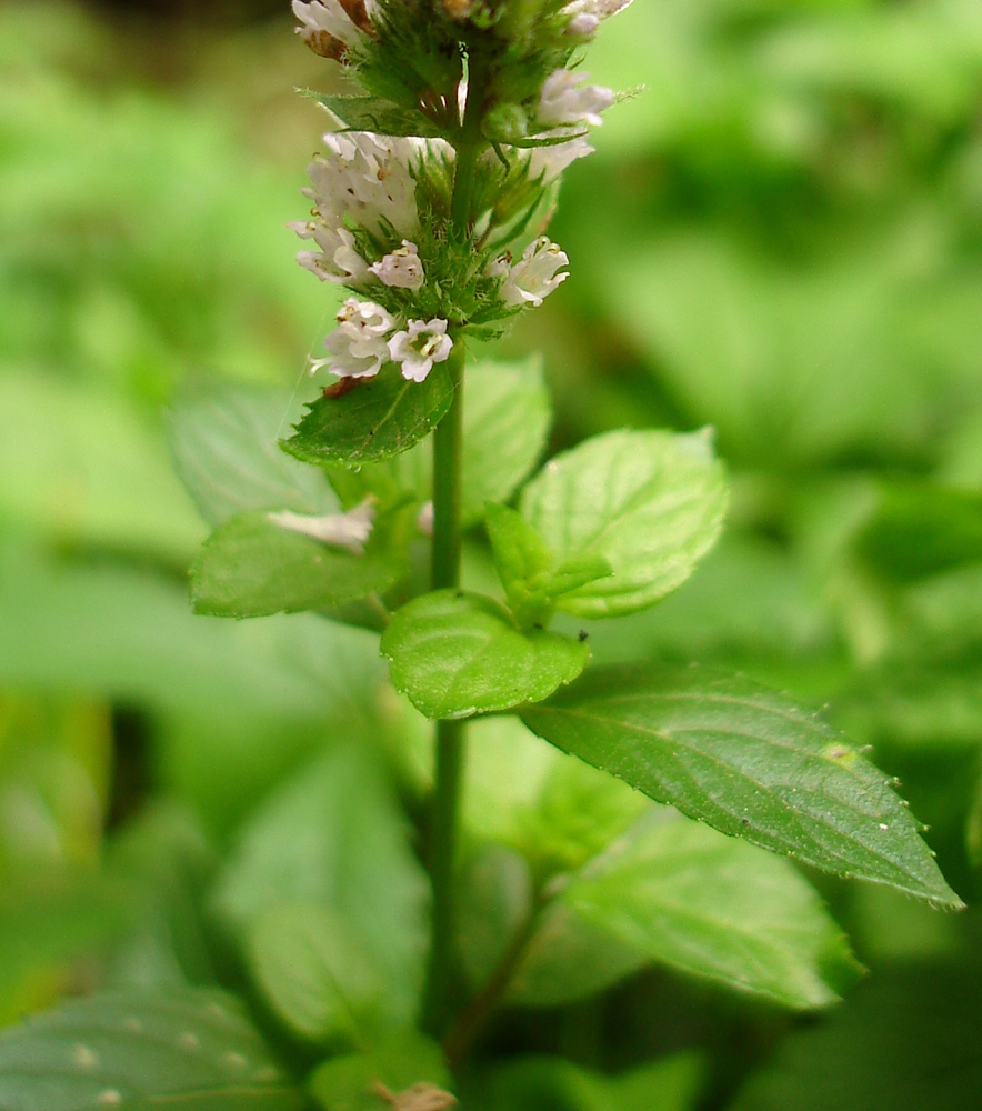 Image of Mentha &times; piperita specimen.