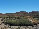 Cytisus supranubius. Растение в состоянии зимнего покоя. Испания, Канарские о-ва, Тенерифе, кальдера Лас Каньядас, национальный парк Тейде, около 2200 м н.у.м. 10 марта 2008 г.
