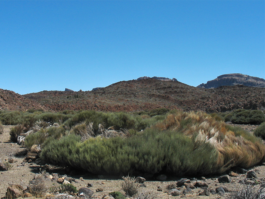 Image of Cytisus supranubius specimen.