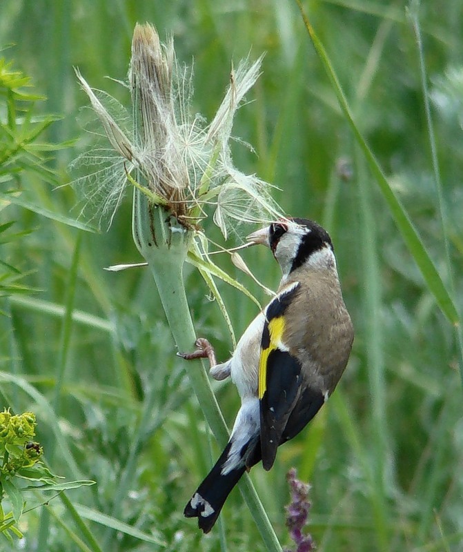 Image of Tragopogon dubius specimen.