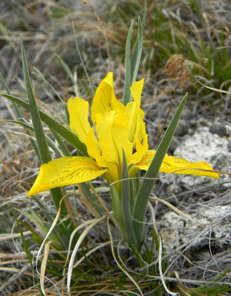 Изображение особи Iris potaninii.