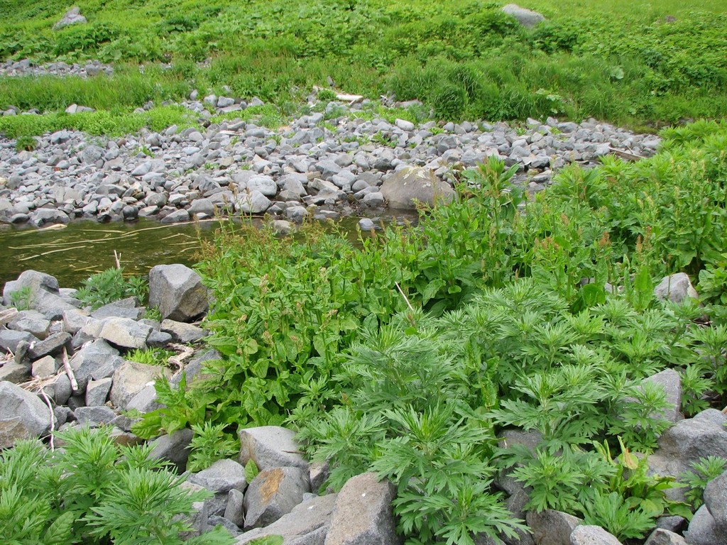 Image of Rumex aquaticus specimen.