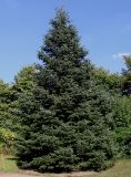 Abies nordmanniana ssp. equi-trojani