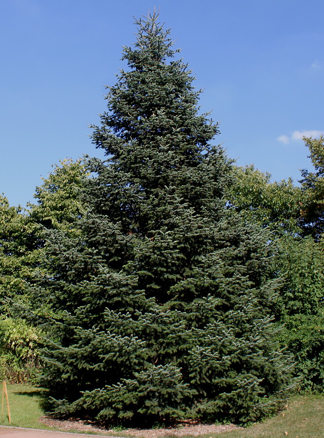 Image of Abies nordmanniana ssp. equi-trojani specimen.