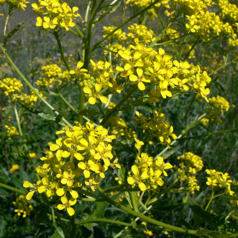 Image of Bunias orientalis specimen.