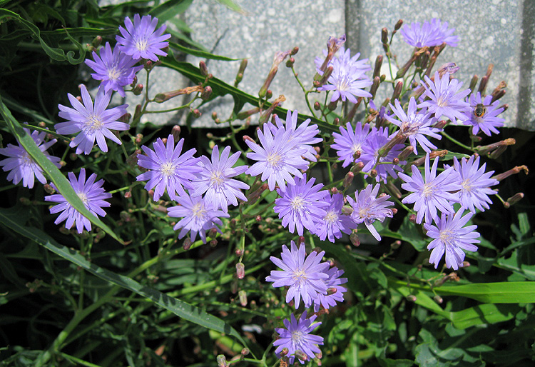 Image of Lactuca tatarica specimen.