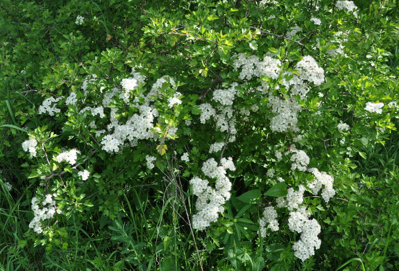 Изображение особи Crataegus monogyna.
