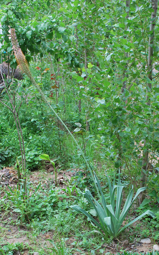 Image of Eremurus regelii specimen.