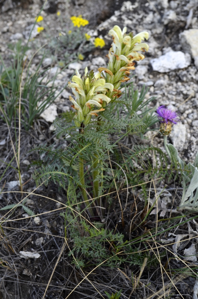 Image of Pedicularis sibirica specimen.