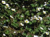 Ranunculus peltatus