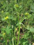 Ranunculus muricatus. Побеги с цветками и плодами. Крым, Севастополь, Сарандинакина балка. 30.04.2014.
