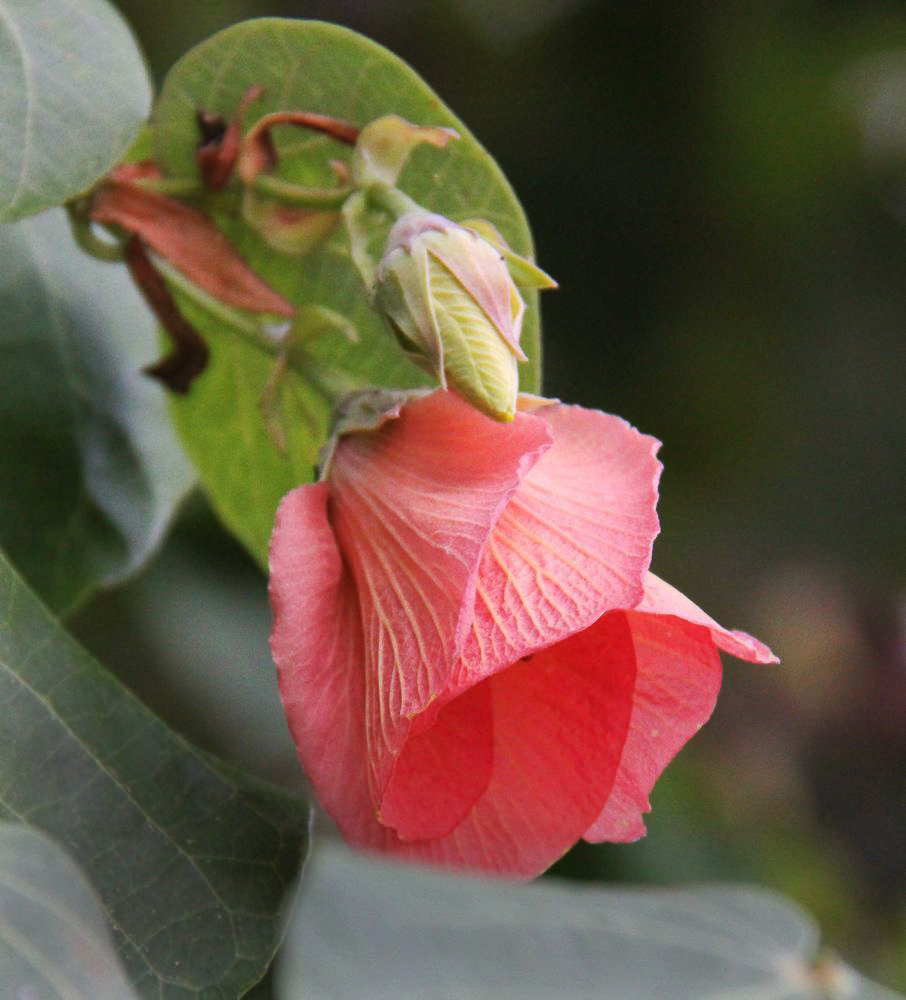 Изображение особи Hibiscus tiliaceus.