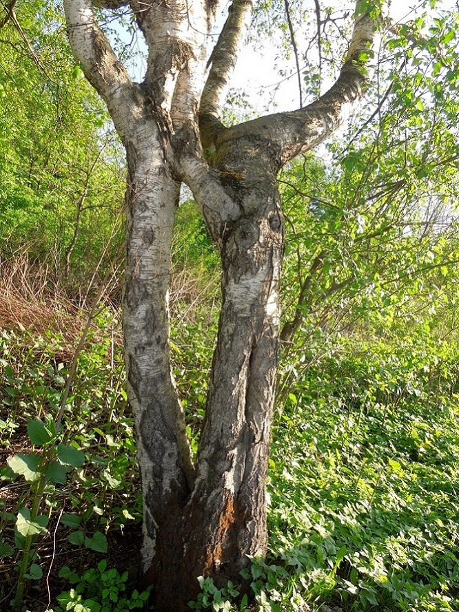 Изображение особи Betula pendula.