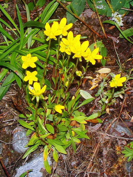 Image of Saxifraga hirculus specimen.