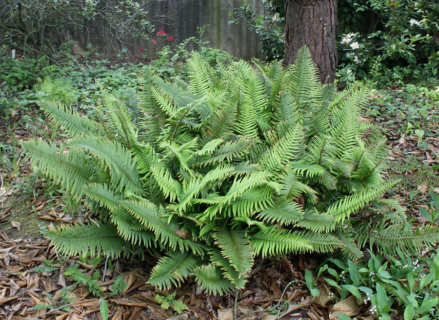 Изображение особи Polystichum munitum.