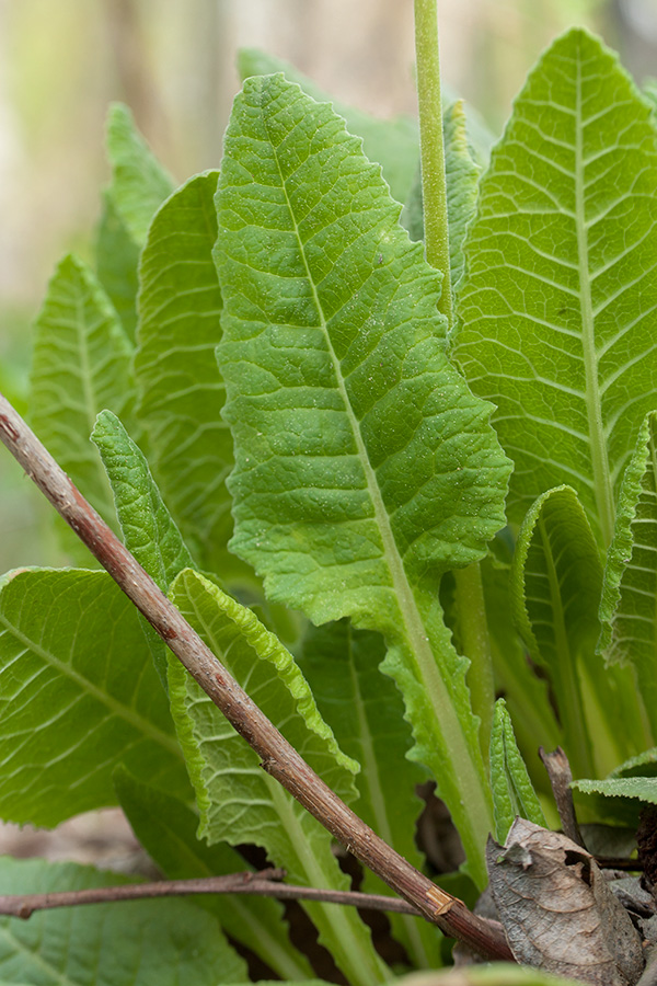 Image of Primula veris specimen.