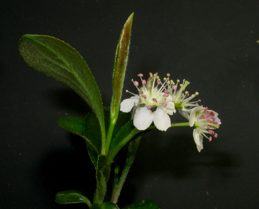 Image of Aronia melanocarpa specimen.