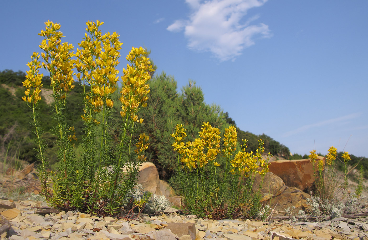 Изображение особи Hypericum lydium.