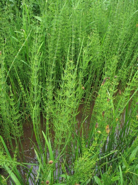 Изображение особи Equisetum fluviatile.