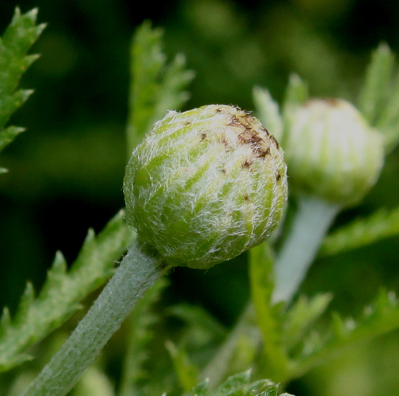 Image of Anthemis tinctoria specimen.