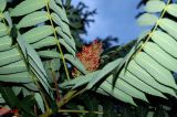 Rhus typhina