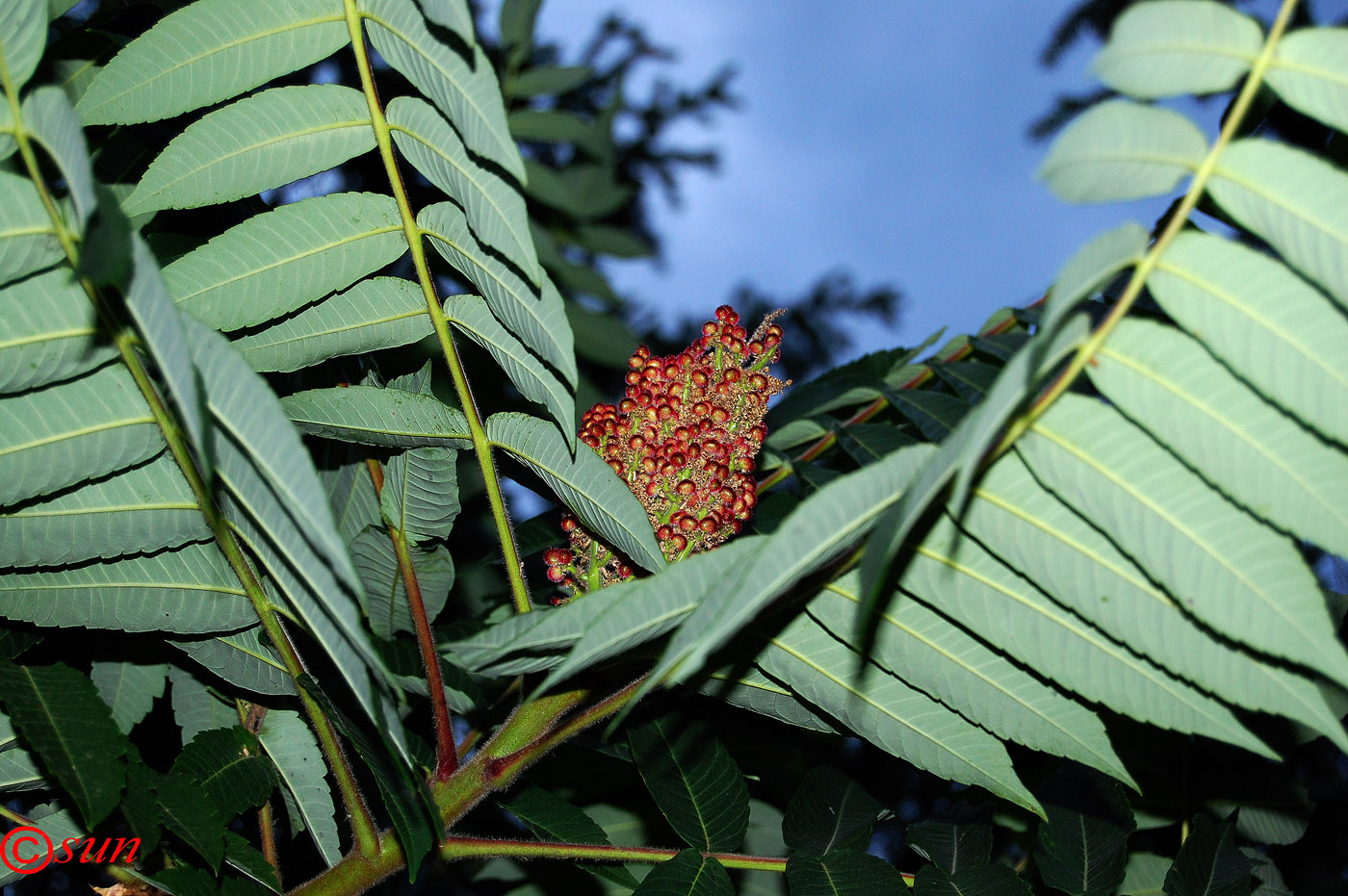 Image of Rhus typhina specimen.