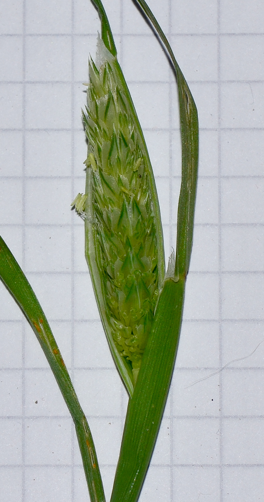 Image of Phalaris paradoxa specimen.