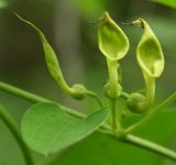 Aristolochia contorta. Цветки и лист. Приморский край, Шкотовский р-н, окр. пос. Шкотово, правый берег р. Шкотовки, полидоминантный долинный лес. 10.07.2014.