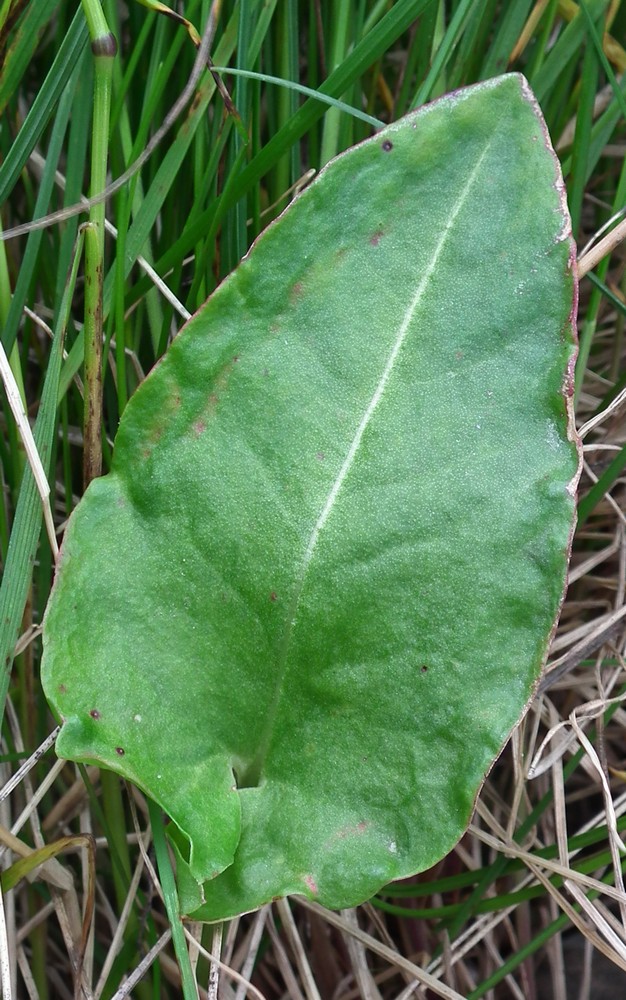 Image of Rumex lapponicus specimen.