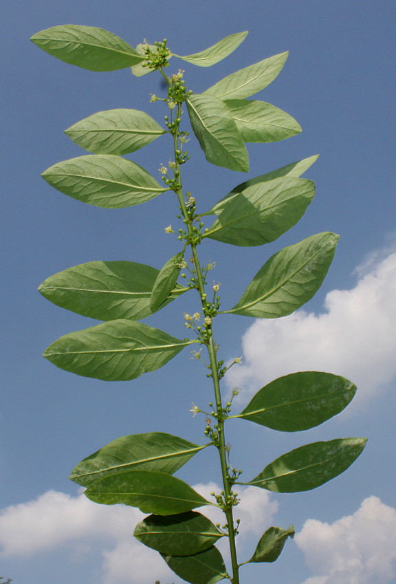 Image of Flueggea suffruticosa specimen.