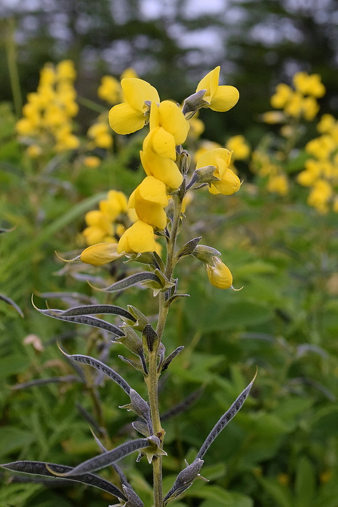 Изображение особи Thermopsis lupinoides.