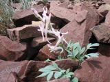 Corydalis schanginii