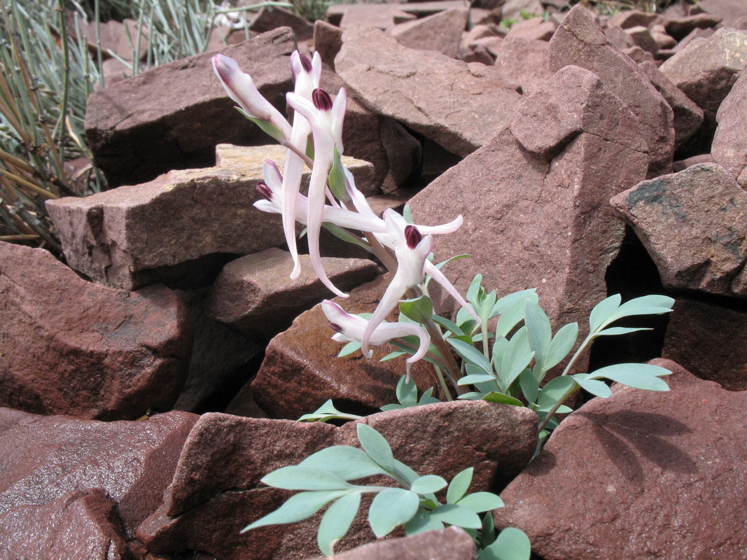 Image of Corydalis schanginii specimen.