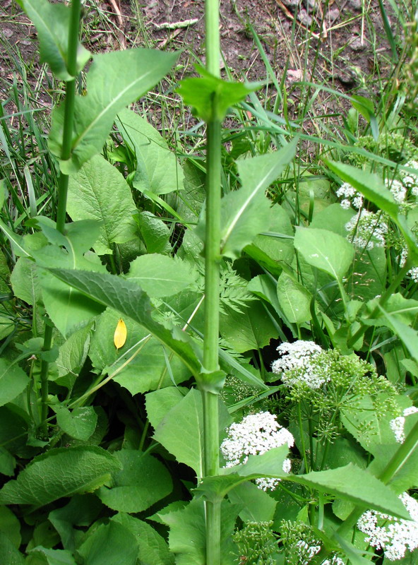 Image of Cicerbita macrophylla specimen.