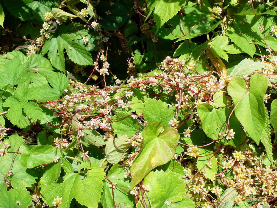 Image of Cuscuta europaea specimen.