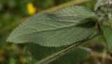 Stachys germanica