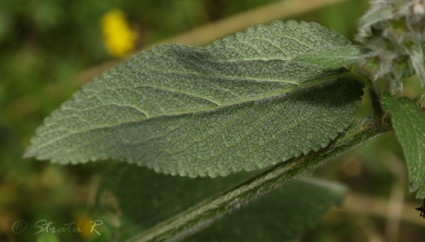 Image of Stachys germanica specimen.