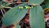 Convallaria majalis. Плодоносящее растение. Московская обл., окр. г. Электрогорска, опушка леса. 17.08.2014.