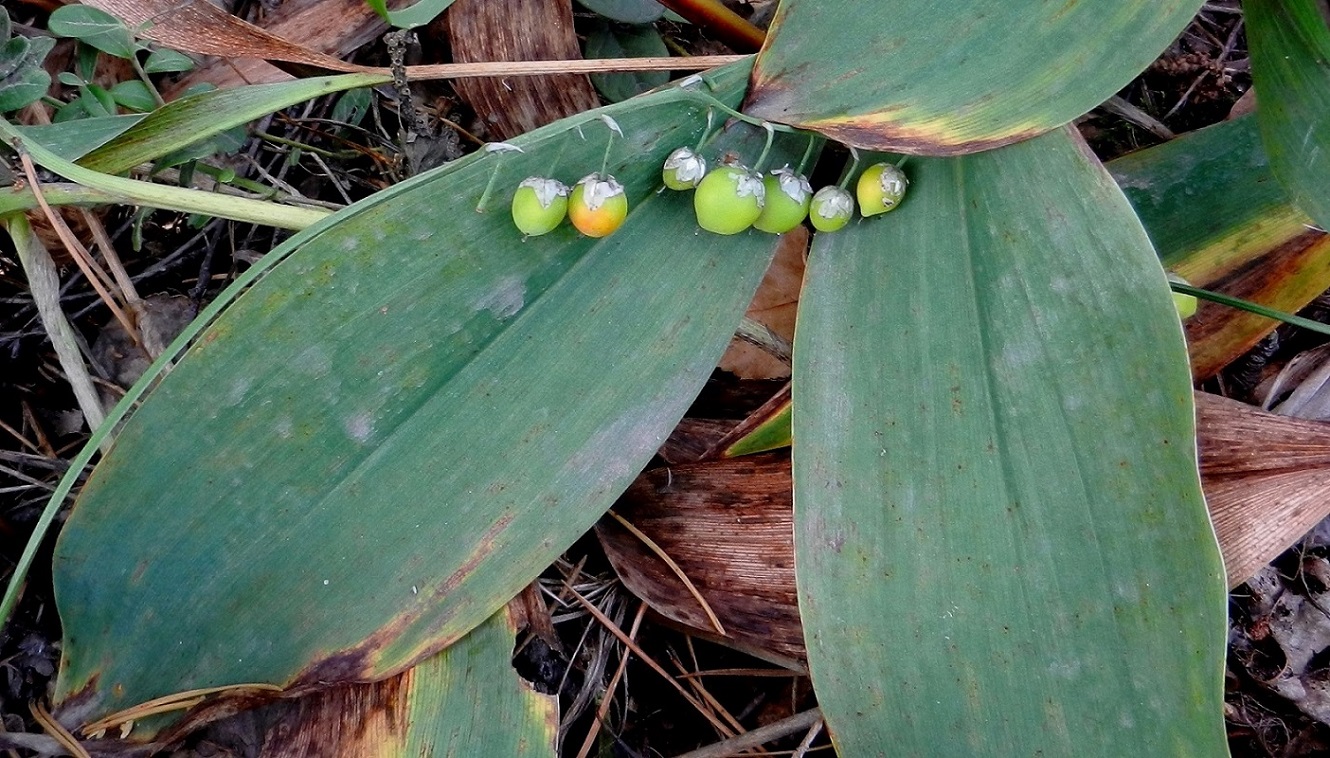 Изображение особи Convallaria majalis.