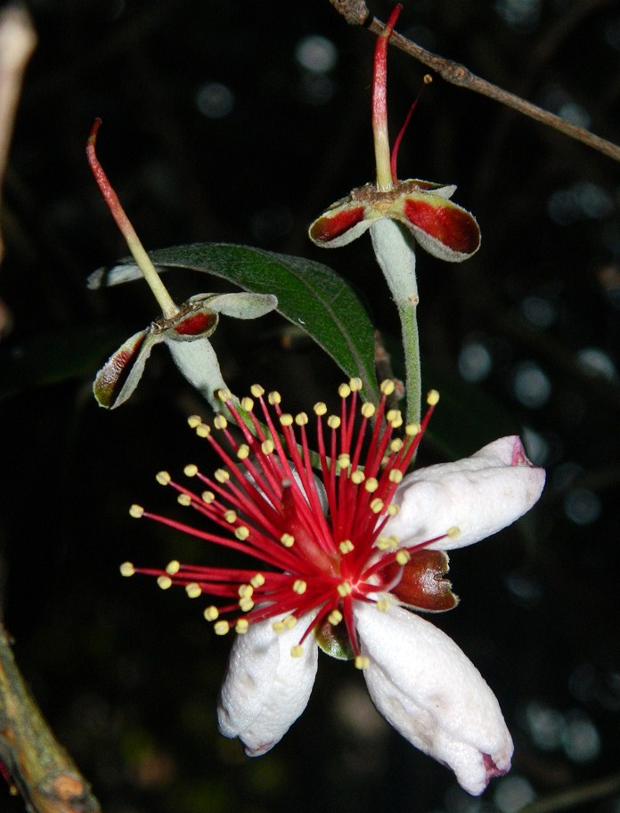 Image of Acca sellowiana specimen.