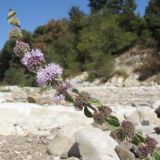 Mentha pulegium