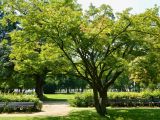 Acer palmatum