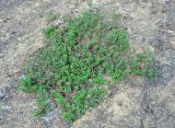 Arctostaphylos uva-ursi. Плодоносящие растения. Ленинградская обл., окр. озера Верхолино. 13.09.2014.